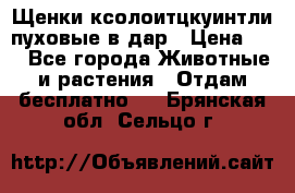 Щенки ксолоитцкуинтли пуховые в дар › Цена ­ 1 - Все города Животные и растения » Отдам бесплатно   . Брянская обл.,Сельцо г.